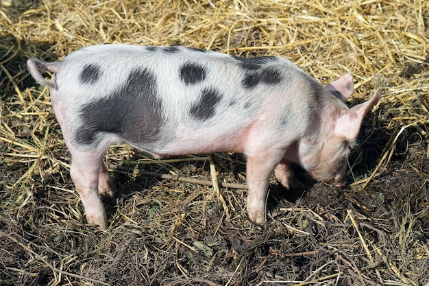 Świnka na farmie Mała świnia na zewnątrz kopiąca brud bawiąca się na farmie