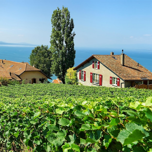 Swiss Chalets at Vineyard Terrace szlak turystyczny Lavaux, Jezioro Genewskie i szwajcarskie góry, dzielnica Lavaux-Oron, Szwajcaria