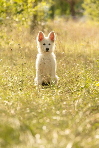 Swiss Shepherd Puppyin Na Trawie W Okolicy