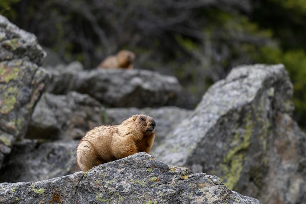 Świstak Marmota Marmota Stojący W Skałach W Górach świstak W Dzikiej Przyrodzie