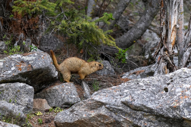 Świstak Marmota Marmota stojący w skałach w górach Świstak w dzikiej przyrodzie