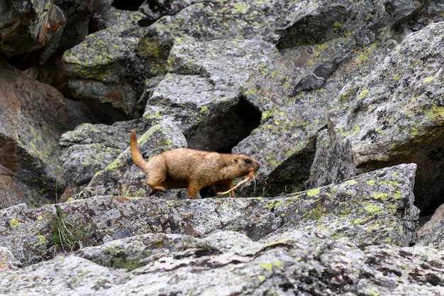 Świstak Marmota Marmota stojący w skałach w górach Świstak w dzikiej przyrodzie