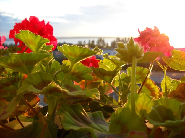 Świt na północy w chłodnym czerwcu Widok z otwartego okna na pudełko z kwitnącymi czerwonymi pelargoniami W oddali budynki i jezioro Zielone kudłate liście Miękkie promienie porannego słońca