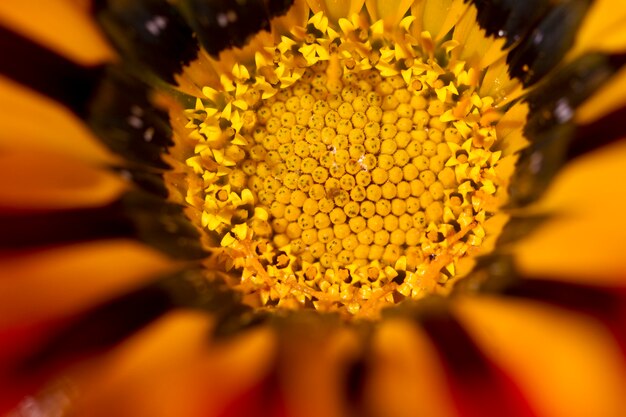 Świt Red Stripe Gazania (Gazania rigens)