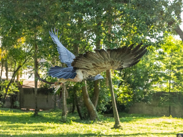 Swobodnie latający orzeł w szkoleniu sokolnictwa
