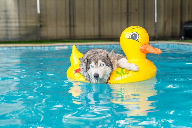 Syberień Husky Pływanie W Basenie Z Pierścieniem Pływackim