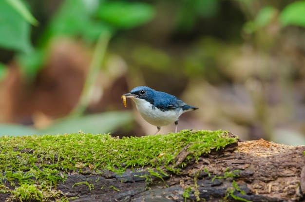 Syberyjski niebieski robin (Luscinia cyane) piękny niebieski ptak stojący na omszałych dziennika