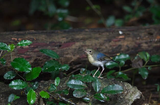 Syberyjski niebieski robin (Luscinia cyane)