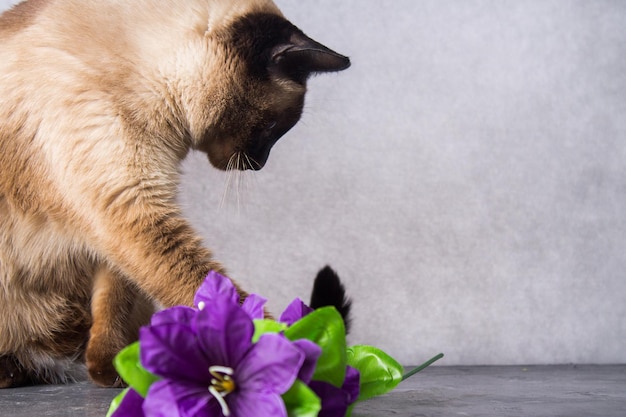 Syjamski kot tajski bawi się i daje kwiaty Ciemnoszare tło