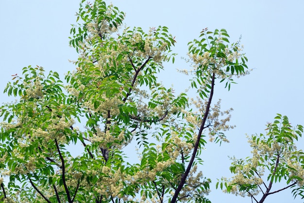 Syjamskie drzewo neem, święte drzewo, indyjskie drzewo margosa, duma Chin (Azadirachta indica A.Juss).