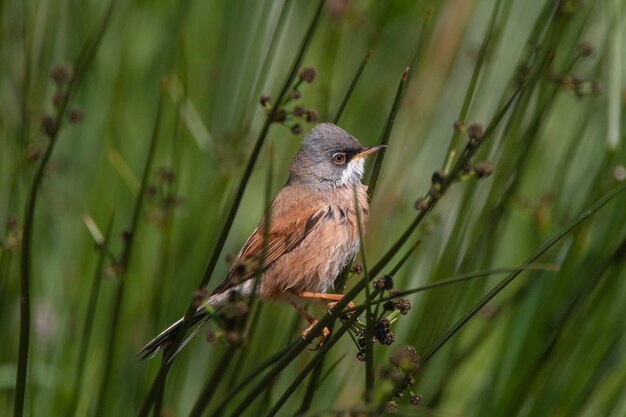 Sylvia conspicillata Malaga Hiszpania