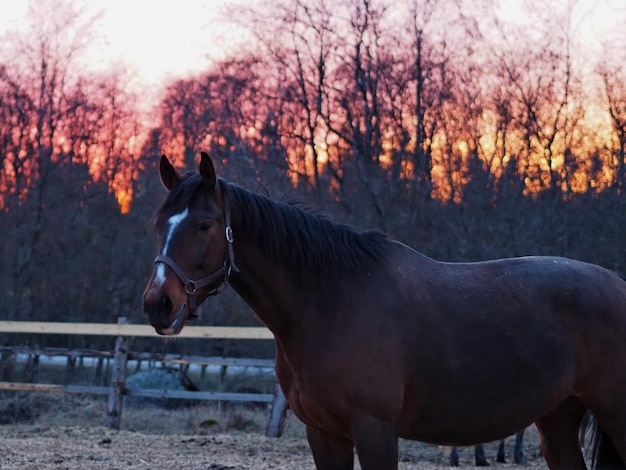 Sylwetka ciemnego konia na tle pięknego zachodu słońca
