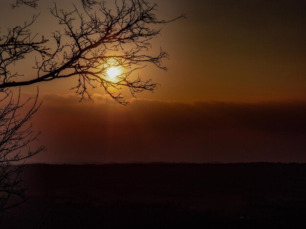 Zdjęcie sylwetka drzewa na tle nieba podczas zachodu słońca