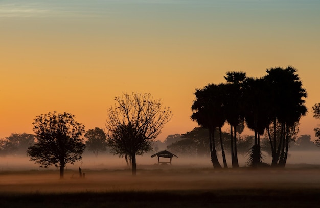 Sylwetka drzewa w Tajlandii z Sunrise.Tree sylwetki na tle zachodzącego słońca. Ciemne drzewo na otwartym polu dramatyczny wschód słońca. Typowy zachód słońca w Tajlandii z drzewami w Parku Narodowym Khao Yai, Tajlandia