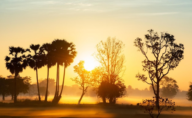 Sylwetka drzewa w Tajlandii z Sunrise.Tree sylwetki na tle zachodzącego słońca. Ciemne drzewo na otwartym polu dramatyczny wschód słońca. Typowy zachód słońca w Tajlandii z drzewami w Parku Narodowym Khao Yai, Tajlandia