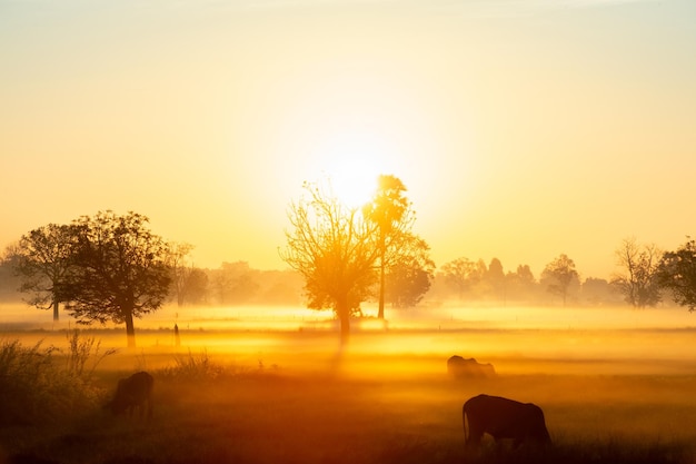 Sylwetka drzewa w Tajlandii z Sunrise.Tree sylwetki na tle zachodzącego słońca. Ciemne drzewo na otwartym polu dramatyczny wschód słońca. Typowy zachód słońca w Tajlandii z drzewami w Parku Narodowym Khao Yai, Tajlandia