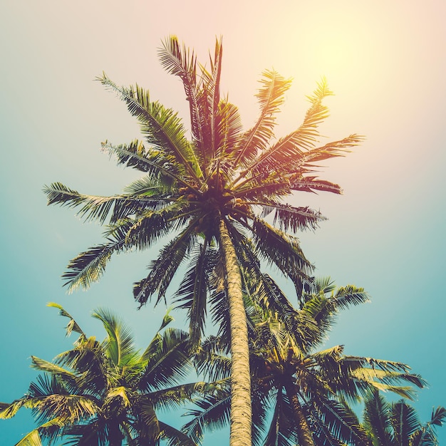 sylwetka drzewo kokosowe na błękitne niebo. rocznik filtrowane.