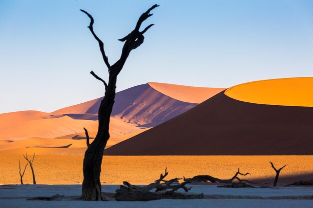 Zdjęcie sylwetka gołego drzewa na pustyni