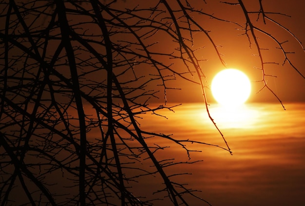 Zdjęcie sylwetka gołego drzewa na tle nieba podczas zachodu słońca