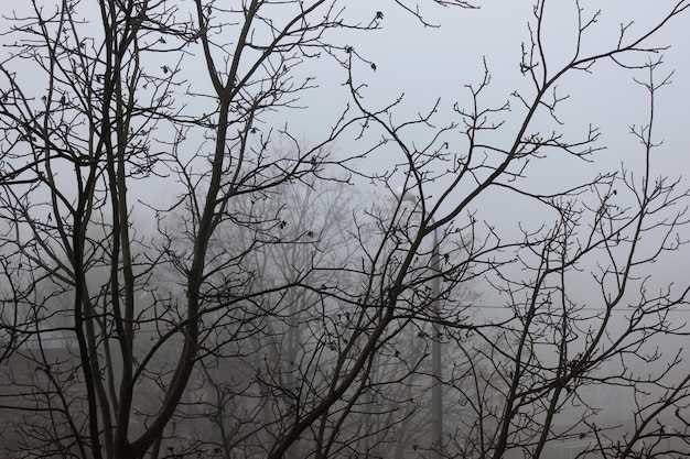 Sylwetka jesiennego zbliżenia drzewa na tle wieczornego szarego nieba i mgły w ci