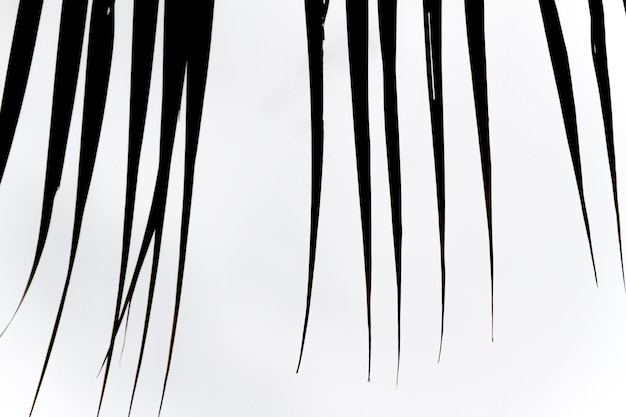 Sylwetka liści palmy kokosowej w Rio de Janeiro w Brazylii