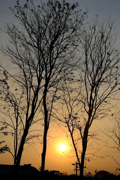 Zdjęcie sylwetka liściastego drzewa tekowego i zmierzchu nieba. naturalne tło. suchy las. zachód słońca.