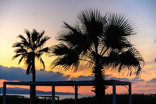 Zdjęcie sylwetka palmy na tle morza śródziemnego i zachodu słońca 2