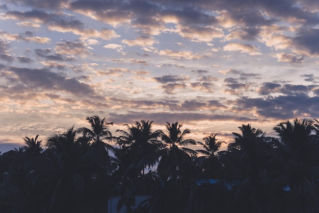 Sylwetka palmy o zachodzie słońca