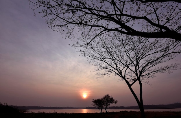 Sylwetka pnia drzewa na brzegu rzeki w czasie zachodu słońca