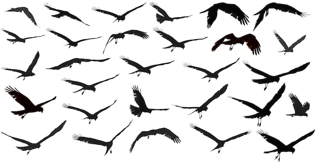 Sylwetka ptaka na białym tle kolekcji