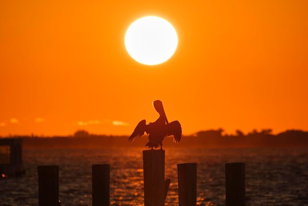 Sylwetka samotnego ptaka pelikana z rozpostartymi skrzydłami na szczycie drewnianego słupa ogrodzenia na tle jasnego pomarańczowego zachodu słońca niebo nad wodą jeziora i dużym zachodzącym słońcem