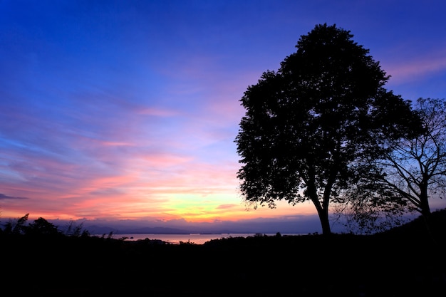 Sylwetka sceny wschodu słońca za drzewem