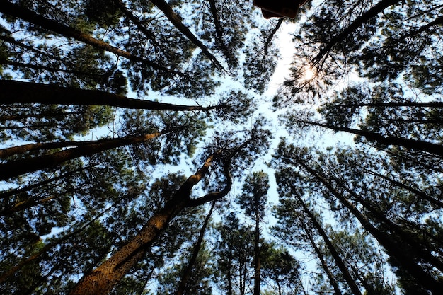 sylwetka sosen w sosnowym lesie. naturalne tła. mały kąt. błękitne niebo pośrodku.