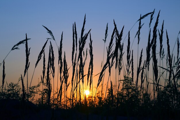 Sylwetka trawy na polu o zachodzie słońca