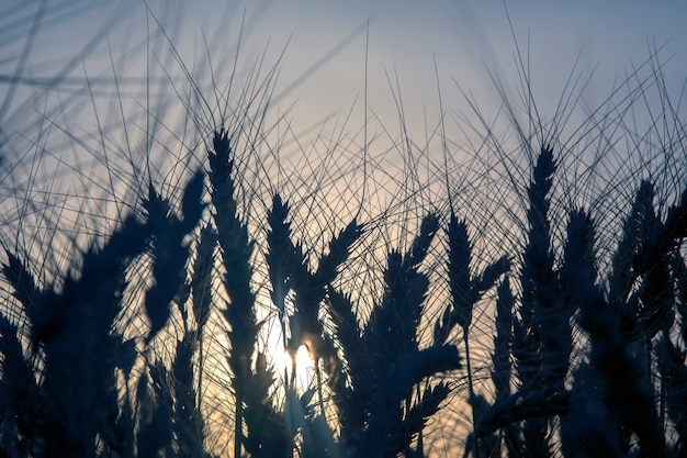 Sylwetka uprawy pszenicy zbliżenie na tle słonecznego zachodu słońca. Agronomia i rolnictwo. Przemysł spożywczy.