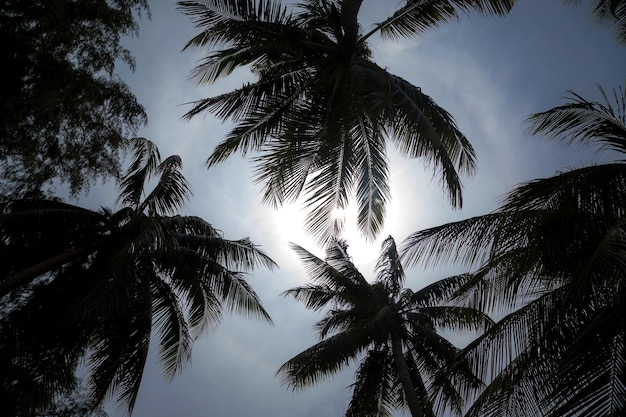 Sylwetka wysokich palm na tle błękitnego nieba Tajlandia