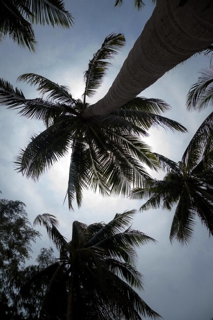 Sylwetka wysokich palm na tle błękitnego nieba Tajlandia