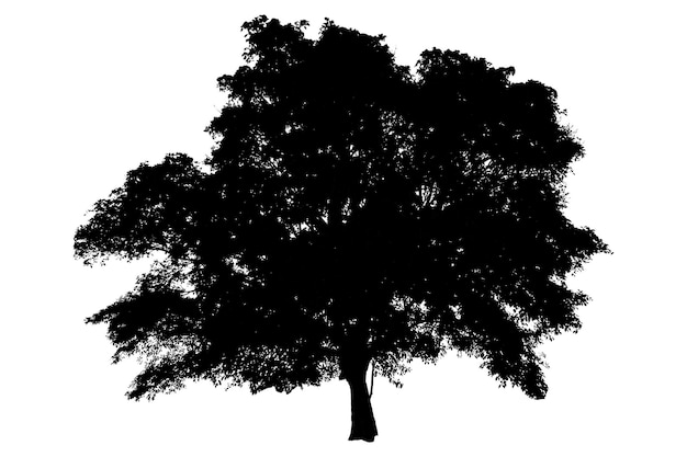 Zdjęcie sylwetki drzew na białym tle drzewa tropikalne i
