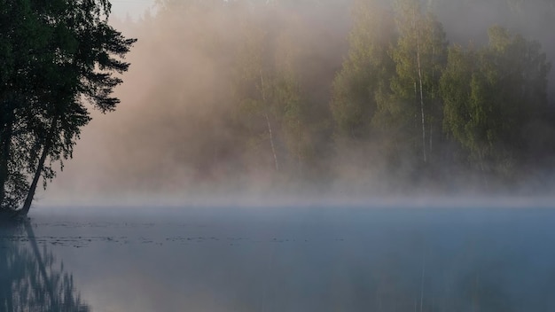 Sylwetki drzew na tle mglistego jeziora wczesnym rankiem
