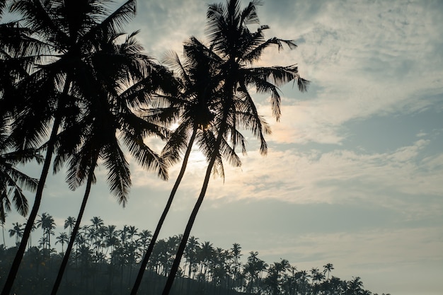 Sylwetki Drzew Palmowych O Wschodzie Słońca