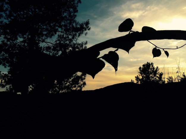 Zdjęcie sylwetki drzew rosnących na tle nieba podczas zachodu słońca