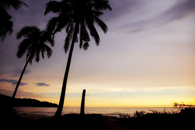 Sylwetki drzewko palmowe przy morzem.