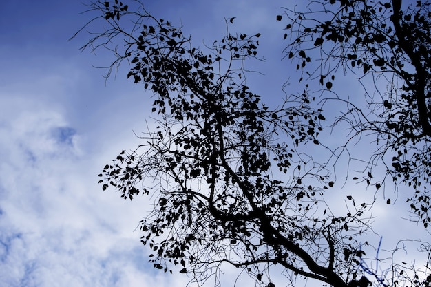 Sylwetki drzewo i niebieskie niebo