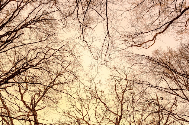 Zdjęcie sylwetki gałęzi drzew na tle nieba podczas wschodu słońca