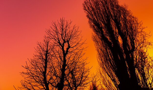 Sylwetki Nagich Gałęzi Dużych Drzew Na Tle Wczesnego Poranka Niebiesko-różowo-pomarańczowego I żółtego Nieba
