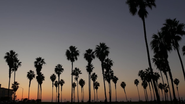 Sylwetki palm i ludzie chodzą na plaży o zachodzie słońca wybrzeża Kalifornii usa