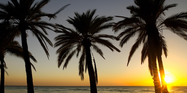 Sylwetki palm na plaży o zachodzie słońca