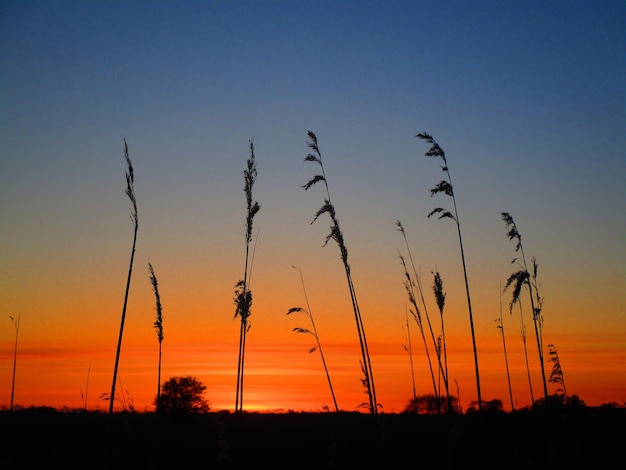 Sylwetki roślin na polu na tle nieba podczas zachodu słońca