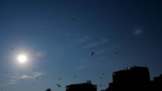 Sylwetki stada ptaków latają wysoko na wieczornym niebie na tle miejskich budynków i niesamowitego dysku świecącego w słońcu