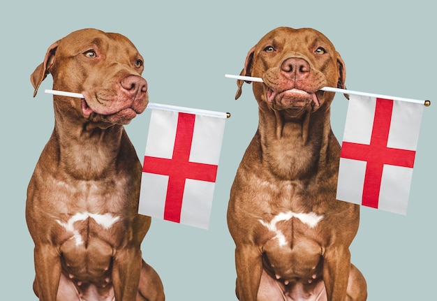 Sympatyczny ładny pies i flaga Anglii Zbliżenie